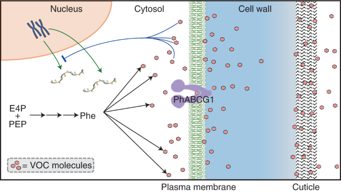 Cuticle Thickness Affects Dynamics Of Volatile Emission From Petunia Flowers Nature Chemical Biology Cuticle Thickness Affects Dynamics Of Volatile Emission From Petunia Flowers Nature Chemical Biology