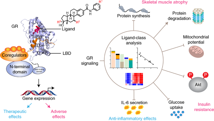 Chemical systems biology reveals mechanisms of glucocorticoid 