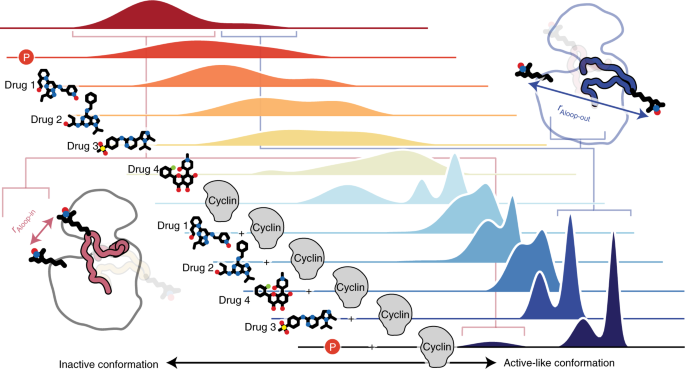 Allostery governs cdk2 activation and differential recognition of cdk inhibitors