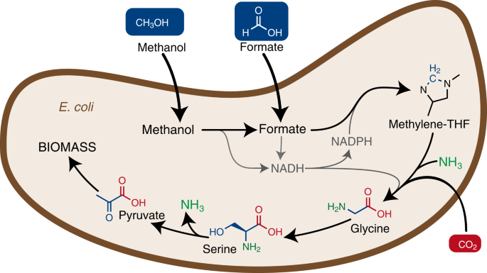 Growth of e. Coli on formate and methanol via the reductive glycine pathway