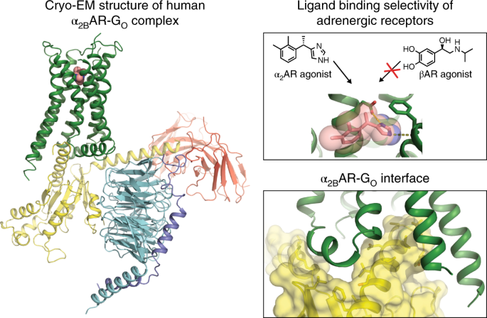Activation of the α2B adrenoceptor by the sedative sympatholytic  dexmedetomidine | Nature Chemical Biology