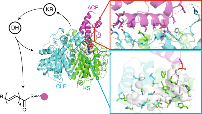 Structural basis for selectivity in a highly reducing type ii polyketide synthase