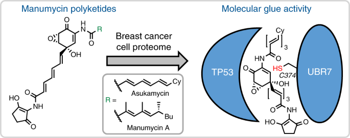 Manumycin polyketides act as molecular glues between UBR7 and P53 | Nature  Chemical Biology