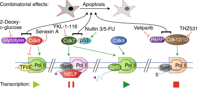 Dissecting The Pol Ii Transcription Cycle And Derailing Cancer With Cdk Inhibitors Nature Chemical Biology