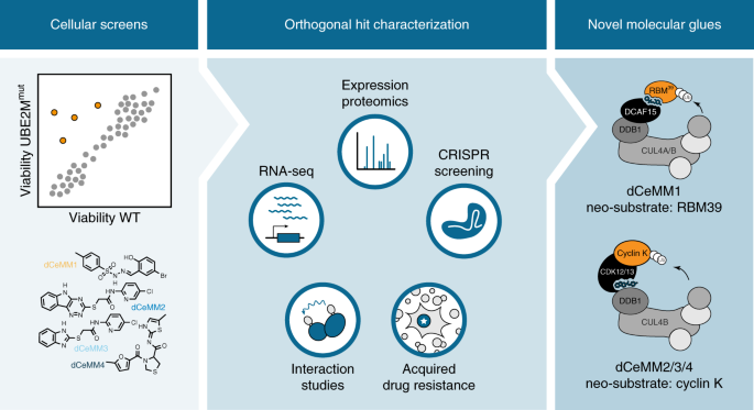 Rational of molecular glue degraders via scalable chemical profiling | Chemical