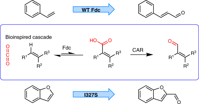 Enzymatic C H Activation Of Aromatic Compounds Through Co 2 Fixation Nature Chemical Biology