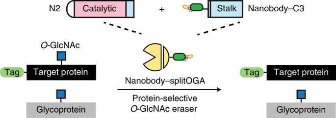 Target Protein Deglycosylation In Living Cells By A Nanobody Fused Split O Glcnacase Nature Chemical Biology