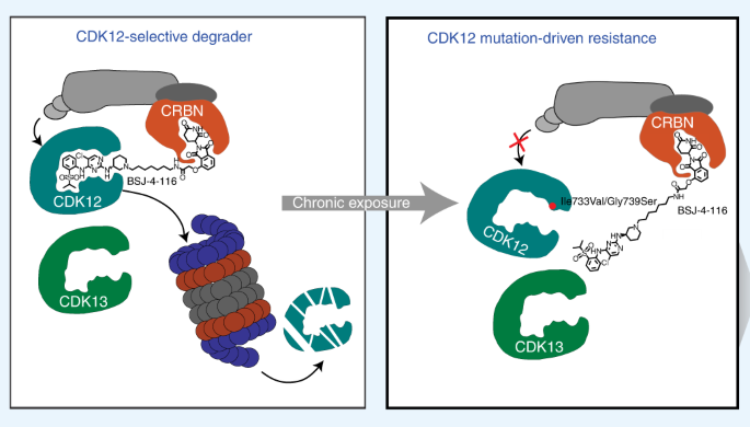 Discovery And Resistance Mechanism Of A Selective Cdk12 Degrader Nature Chemical Biology
