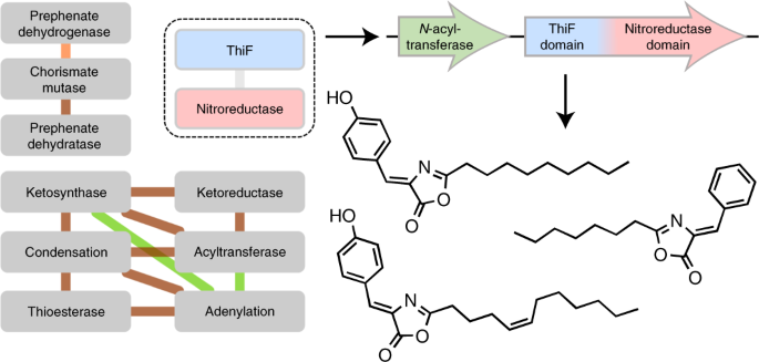 Co Occurrence Of Enzyme Domains Guides The Discovery Of An Oxazolone Synthetase Nature Chemical Biology