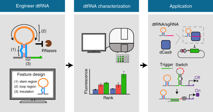 Predictable Control Of Rna Lifetime Using Engineered Degradation Tuning Rnas Nature Chemical Biology