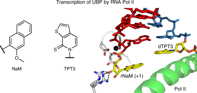Transcriptional Processing Of An Unnatural Base Pair By Eukaryotic Rna Polymerase Ii Nature Chemical Biology Transcriptional Processing Of An Unnatural Base Pair By Eukaryotic Rna Polymerase Ii Nature Chemical Biology