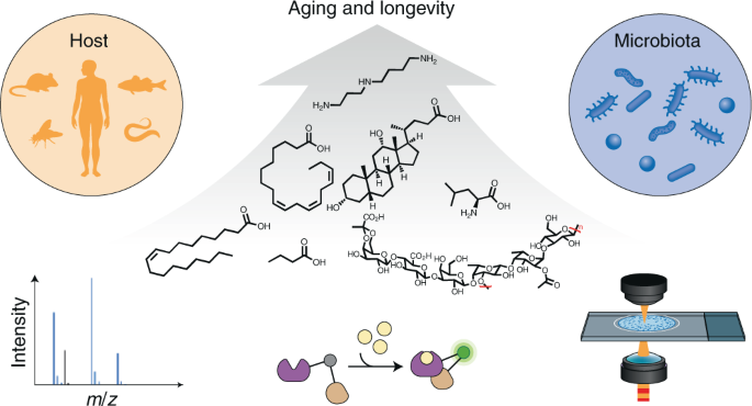Host and microbiota metabolic signals in aging and longevity | Nature  Chemical Biology