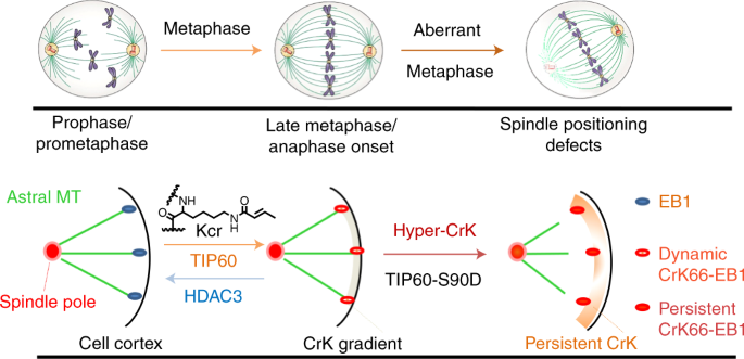 Dynamic Crotonylation Of Eb1 By Tip60 Ensures Accurate Spindle Positioning In Mitosis Nature Chemical Biology