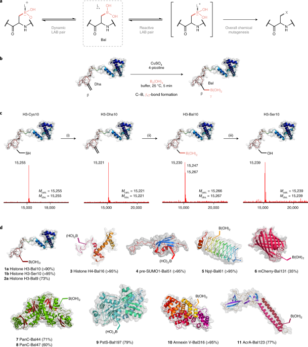 Post-translational insertion of boron in proteins to probe and