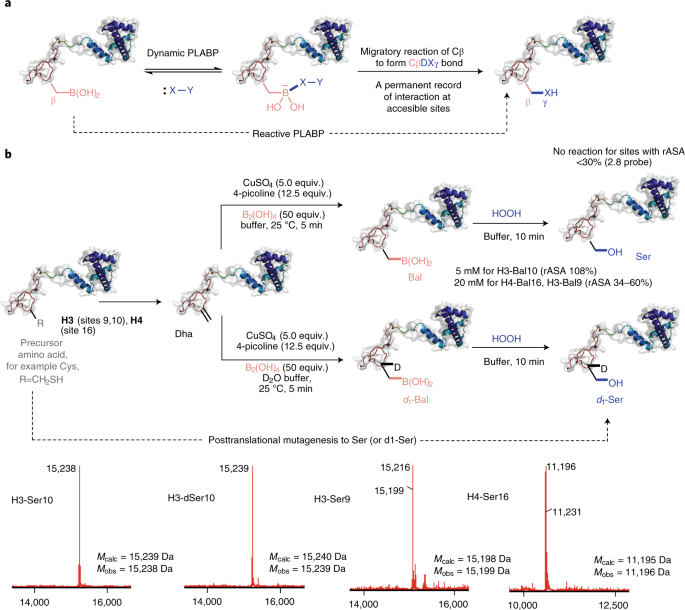 Post-translational insertion of boron in proteins to probe and