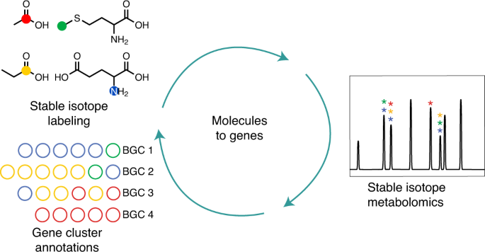An isotopic labeling approach linking natural products with biosynthetic  gene clusters | Nature Chemical Biology