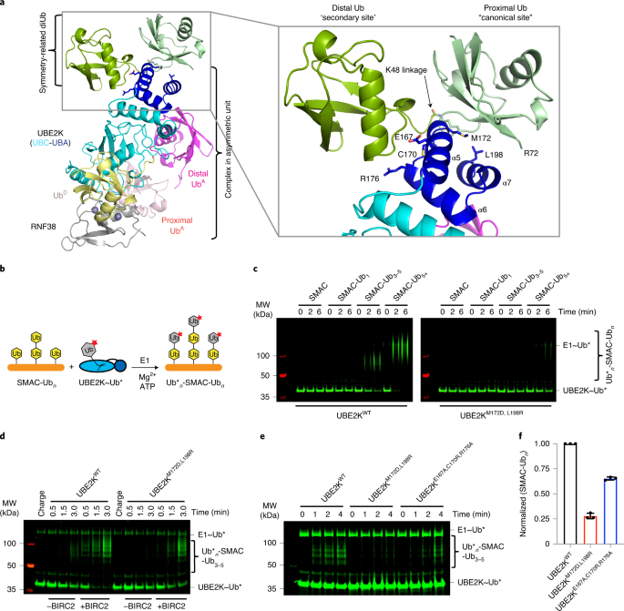 MVLs. (A and B) The structure (A) and molecular modeling (B) of