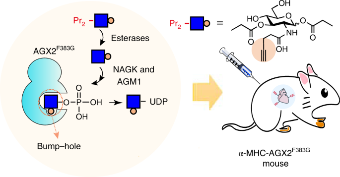 Glycoproteomics  Nature Reviews Methods Primers