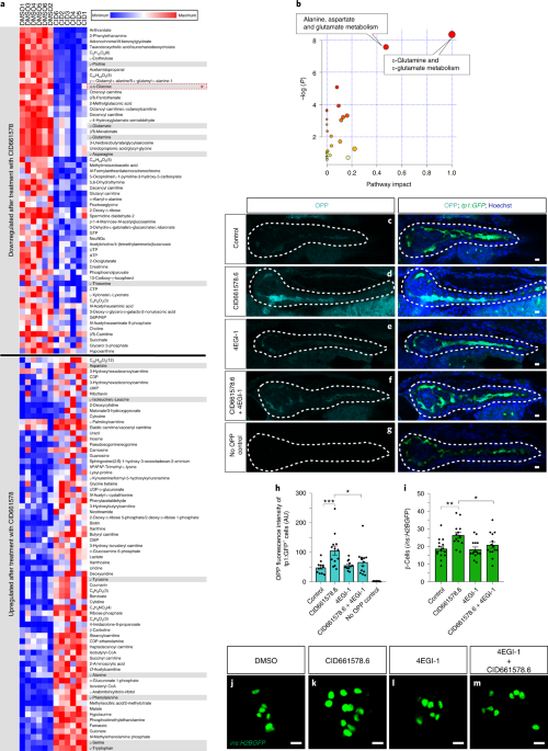 MNK2 deficiency potentiates β-cell regeneration via translational  regulation