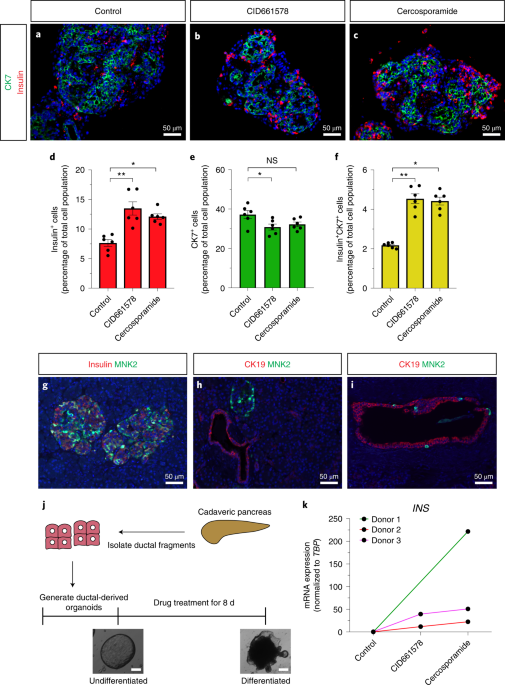 MNK2 deficiency potentiates β-cell regeneration via translational
