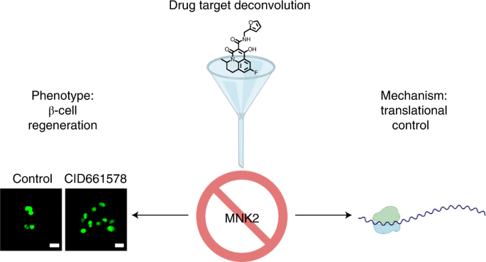 MNK2 deficiency potentiates β-cell regeneration via translational