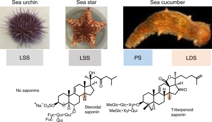 Biosynthesis of saponin defensive compounds in sea cucumbers | Nature  Chemical Biology