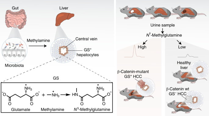 Hepatic glutamine synthetase controls N5-methylglutamine in homeostasis and  cancer | Nature Chemical Biology
