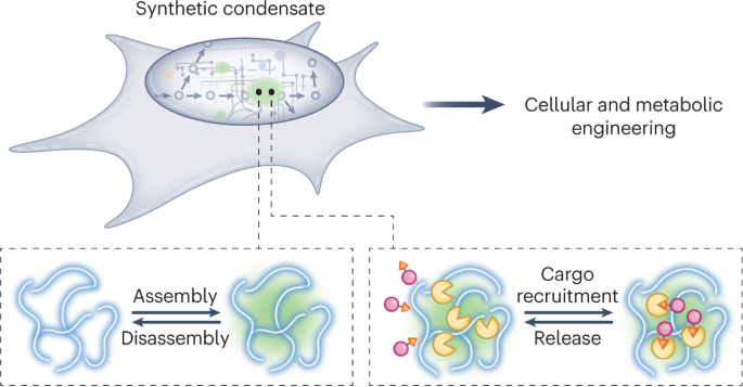 Synthetic protein condensates for cellular and metabolic 