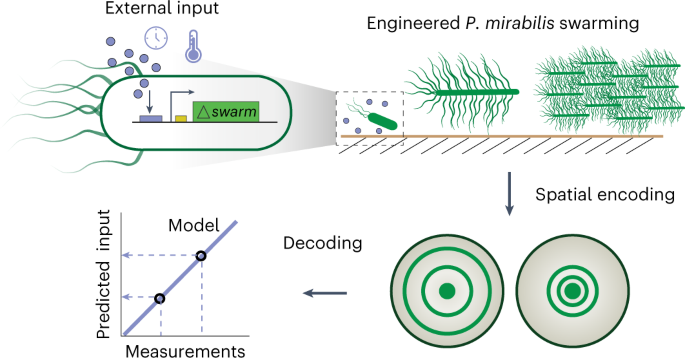 Engineered bacterial swarm patterns as spatial records of environmental  inputs | Nature Chemical Biology