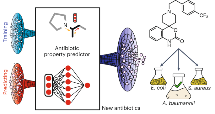 Acinetobacter baumannii is a nosocomial Gram-negative pathogen that often displays multidrug resistance. Discovering new antibiotics against A. bauman