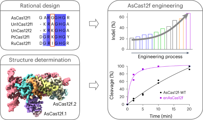 An engineered hypercompact crispr-cas12f system with boosted gene-editing activity