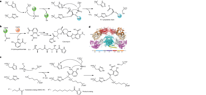 No job too small for a giant enzyme