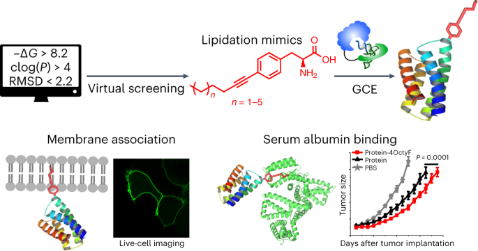 Computational design and genetic incorporation of lipidation 