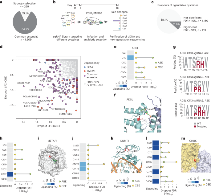 Assigning functionality to cysteines by base editing of cancer