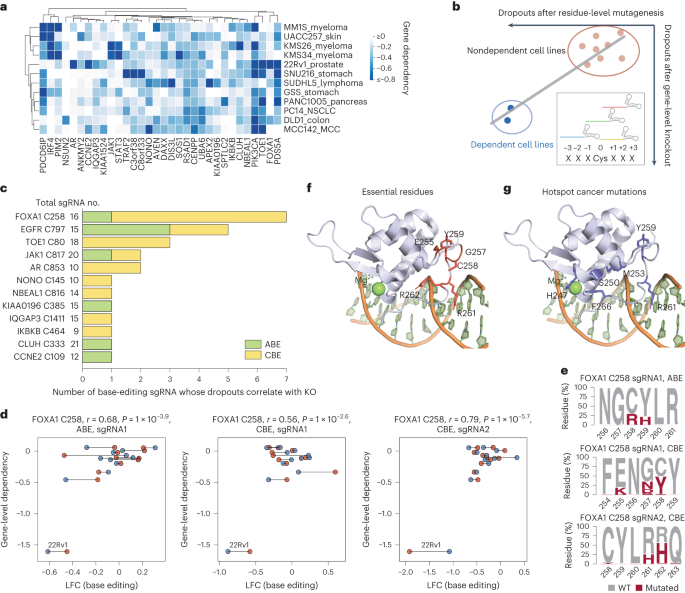 Assigning functionality to cysteines by base editing of cancer