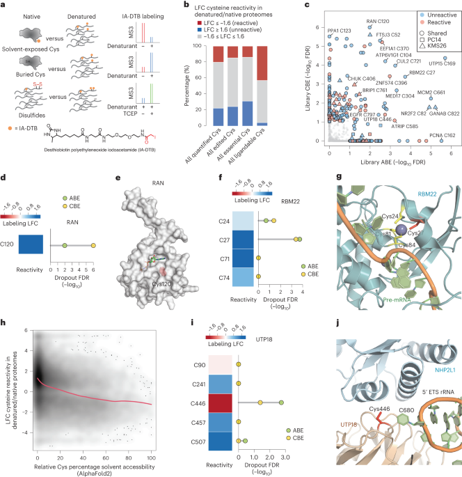 Assigning functionality to cysteines by base editing of cancer