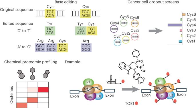 Assigning functionality to cysteines by base editing of cancer