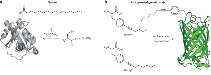 Greasy proteins made easy | Nature Chemical Biology