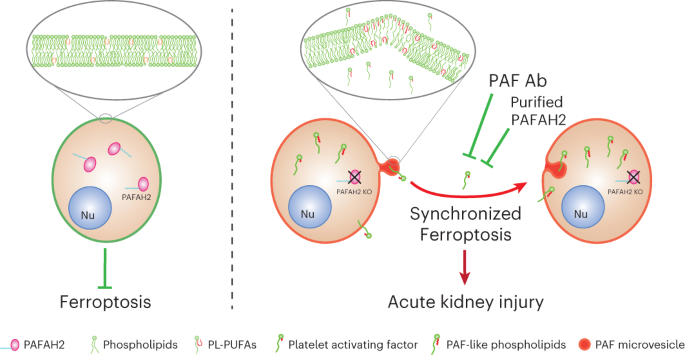 PAFAH2 suppresses synchronized ferroptosis to ameliorate acute kidney injury | Nature Chemical Biology PAFAH2 suppresses synchronized ferroptosis to ameliorate acute kidney injury | Nature Chemical Biology