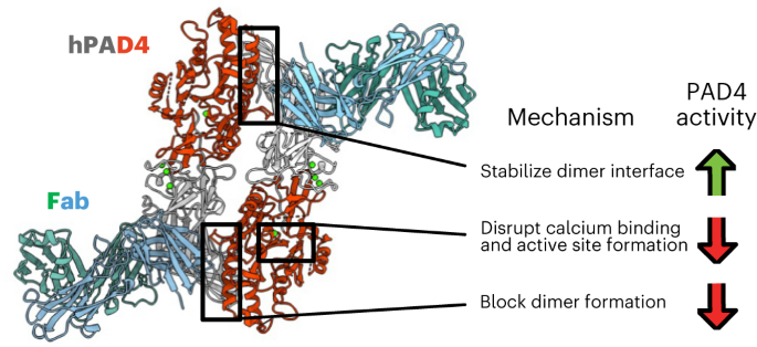 Antibody discovery identifies regulatory mechanisms of protein arginine  deiminase 4 | Nature Chemical Biology