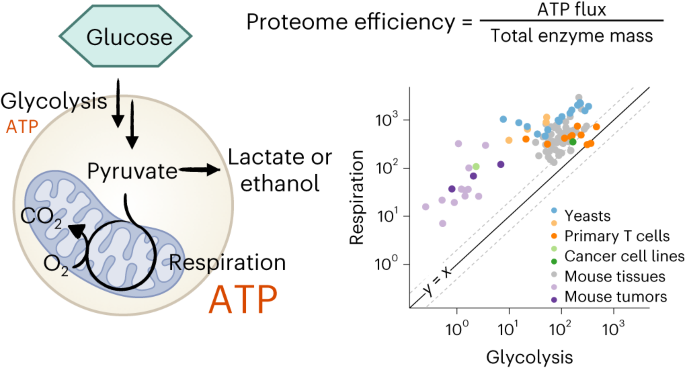 Mitochondrial ATP generation is more proteome efficient than 