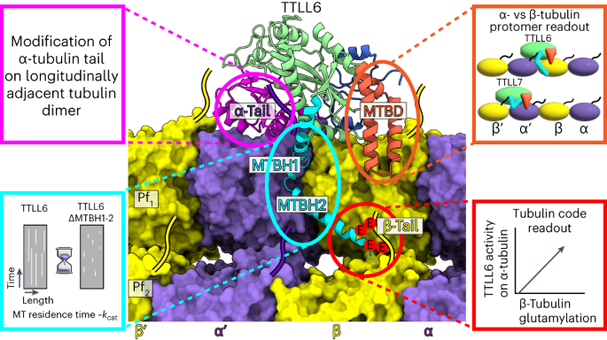 Structural basis for -tubulin-specific and modification state-dependent  glutamylation | Nature Chemical Biology