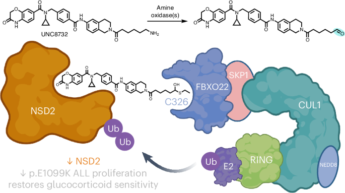 Recruitment of FBXO22 for targeted degradation of NSD2 | Nature 