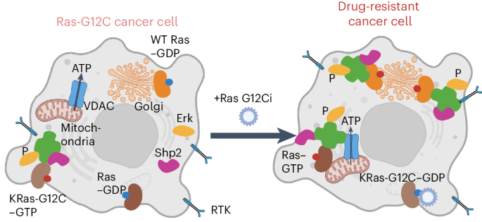 Single-cell sensor analyses reveal signaling programs enabling Ras 