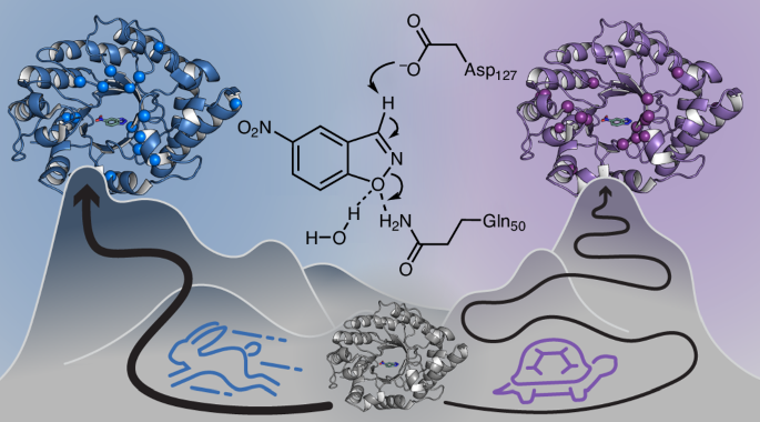 Molecular diagram of the ADO enzyme structure