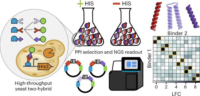 Massively parallel measurement of protein–protein interactions by