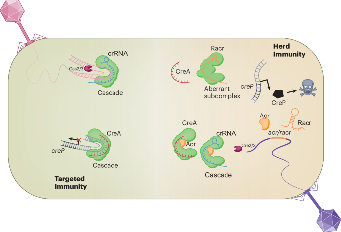 A broad anti-anti-crispr strategy