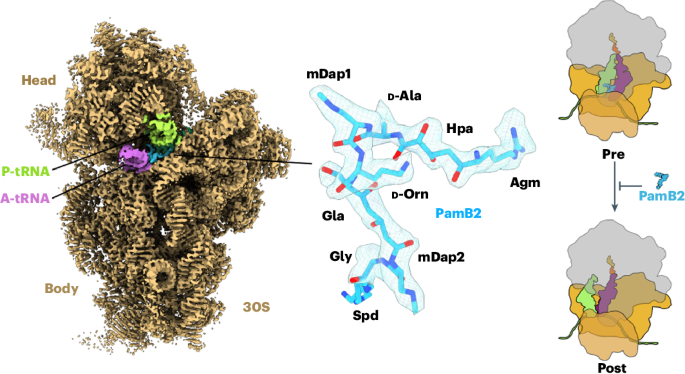 Paenilamicins are context-specific translocation inhibitors of protein synthesis