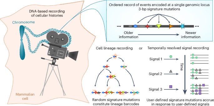 Open-ended molecular recording of sequential cellular events into dna