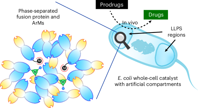 neutralizing the detrimental effect of glutathione on precious metal catalysts Artificial metalloenzyme assembly in cellular compartments for enhanced  catalysis